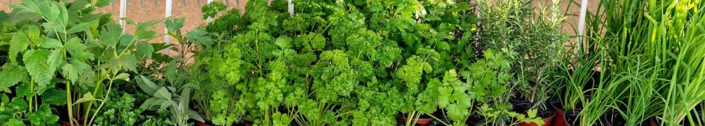 herbs in sri lanka